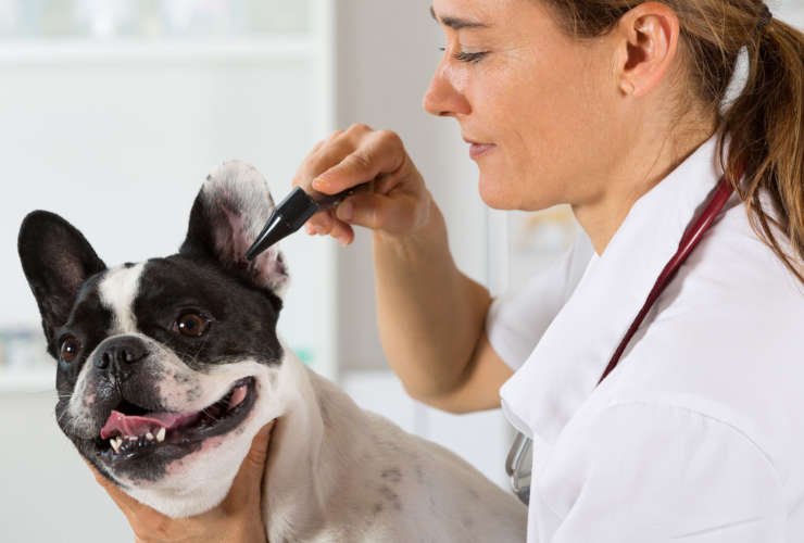 Consulta Veterinaria