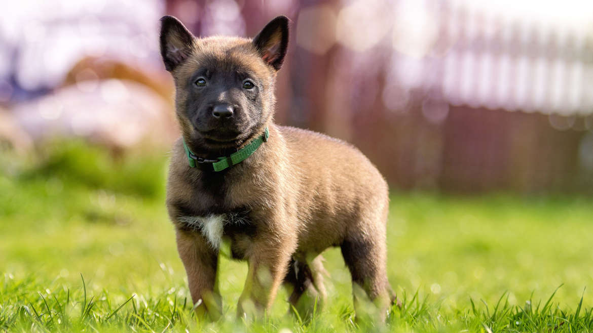 Recetas de comida casera para perros: