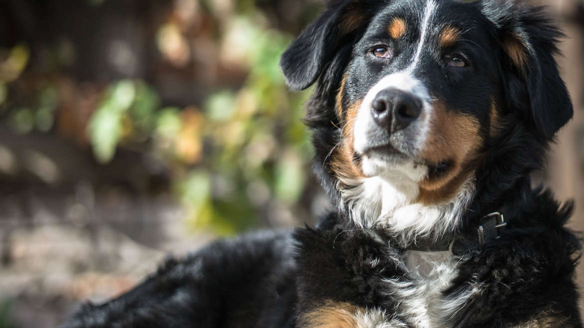 Consejos de primeros auxilios para mascotas